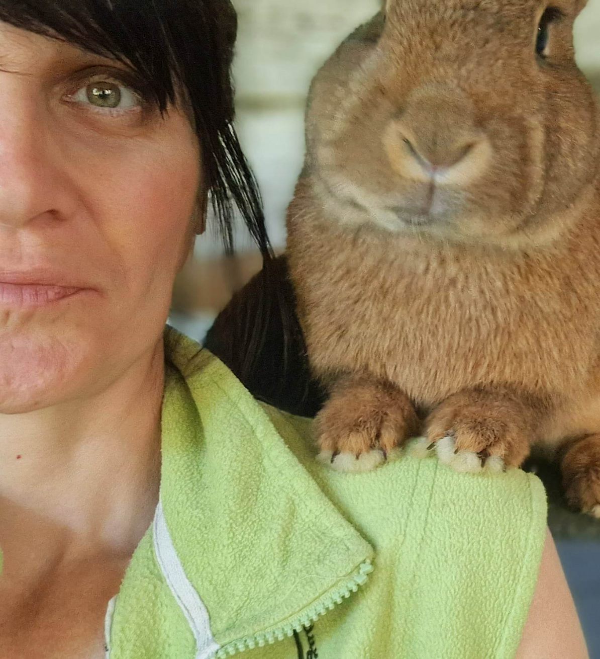 Kaninchen wird für tiergestützten Einsatz trainiert