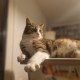 Urlaubsbetreuung Katze: entspannt im eigenen Heim
