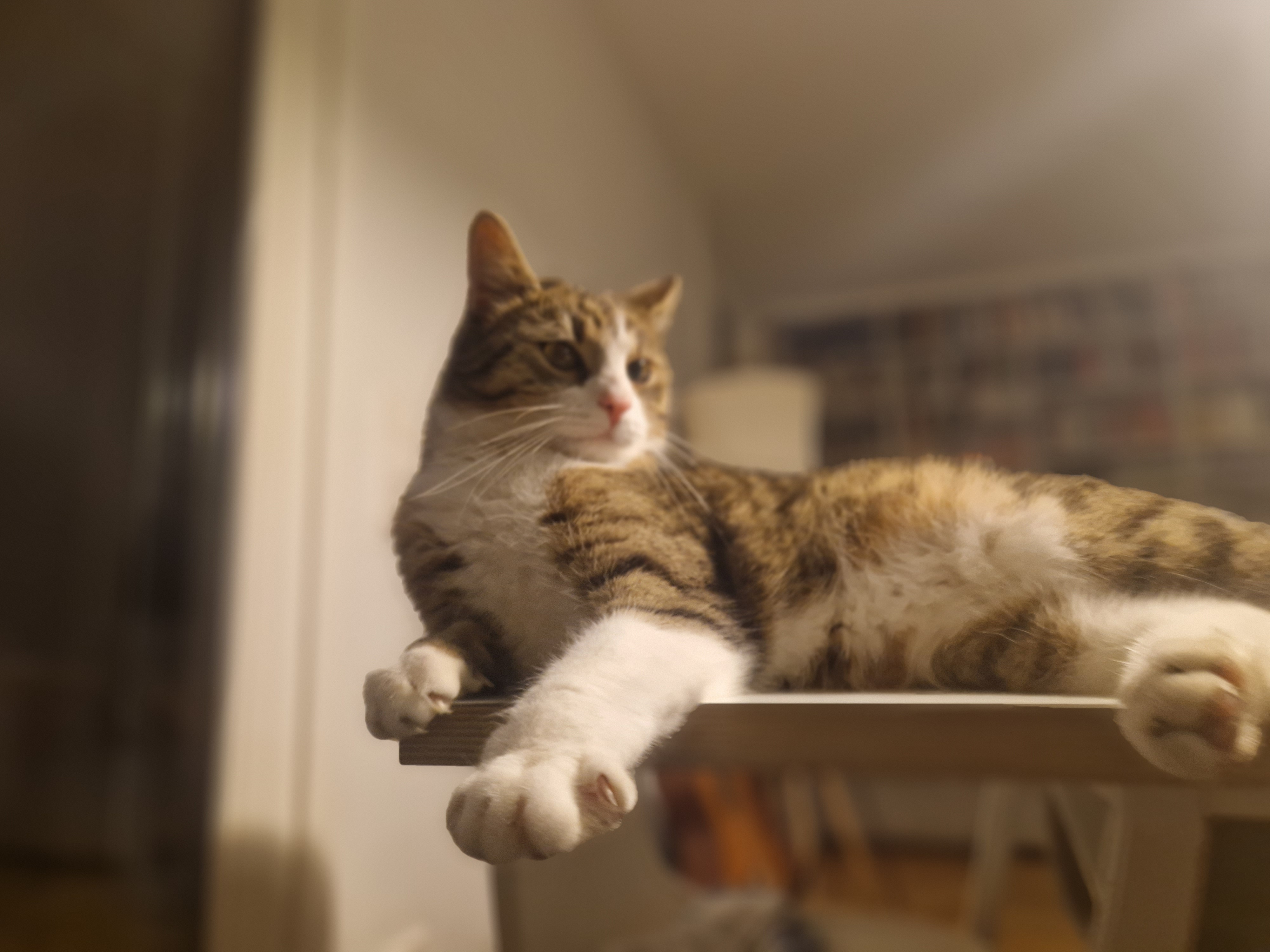 Urlaubsbetreuung Katze: entspannt im eigenen Heim