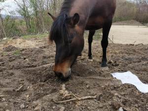 Fährtenarbeit mit dem Pferd : Pferd such im freien Gelände nach Duftspur