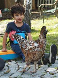 Kind beobachtet Huhn im Rahmen tiergestützter Förderung 