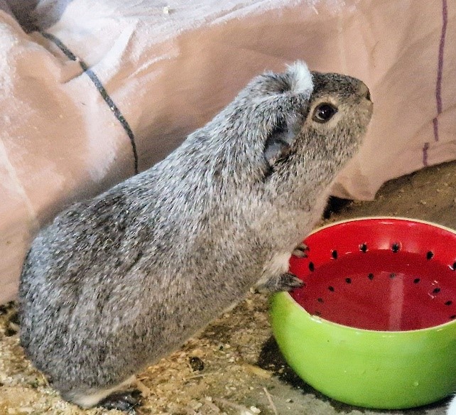 Tiergestützte Pädagogik mit Meerschweinchen 