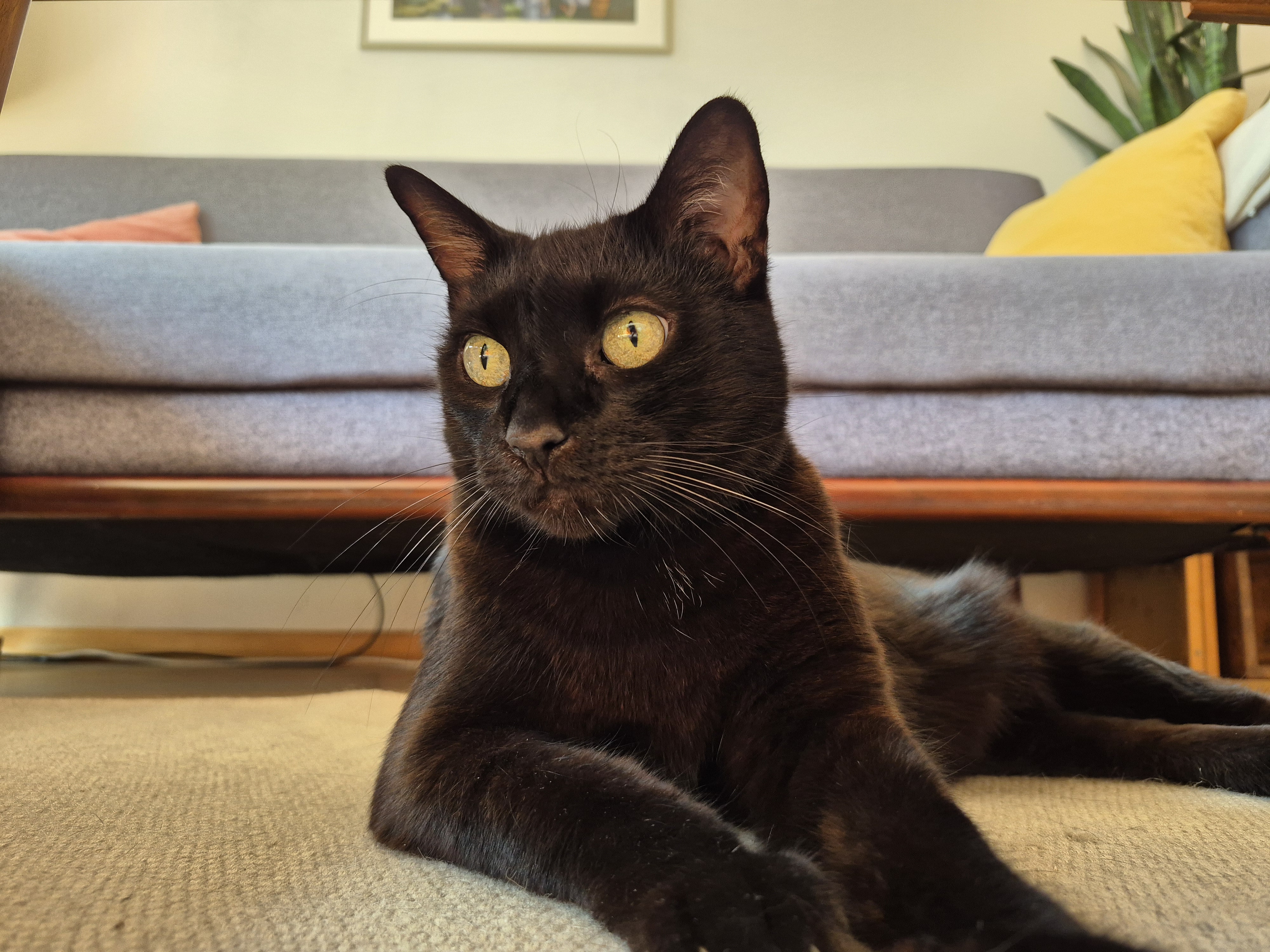 Katzenbetreuung: ruhige Katze in sicherem Zuhause