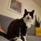 Katze in stressfreier Betreuungsumgebung