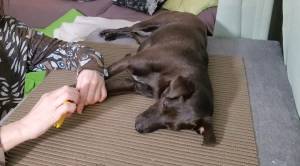 Hund liegt in Seitenlage, Krallen werden gekürzt